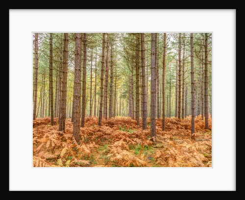 Tall trees in Autumn forest by Assaf Frank
